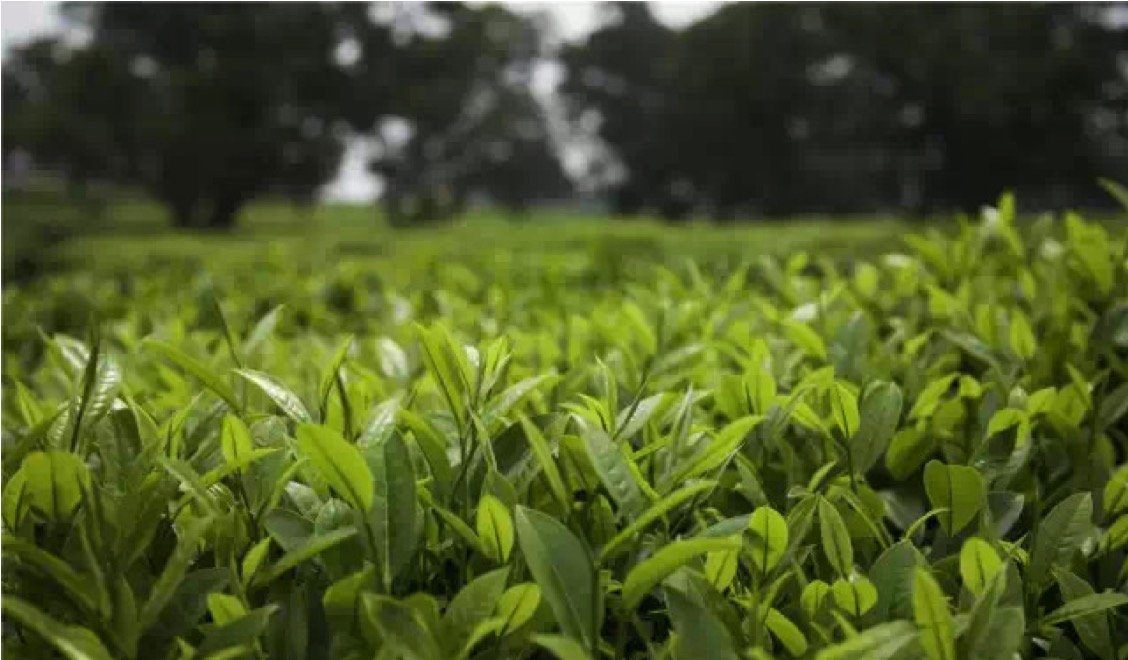 蒙顶山茶叶交易所