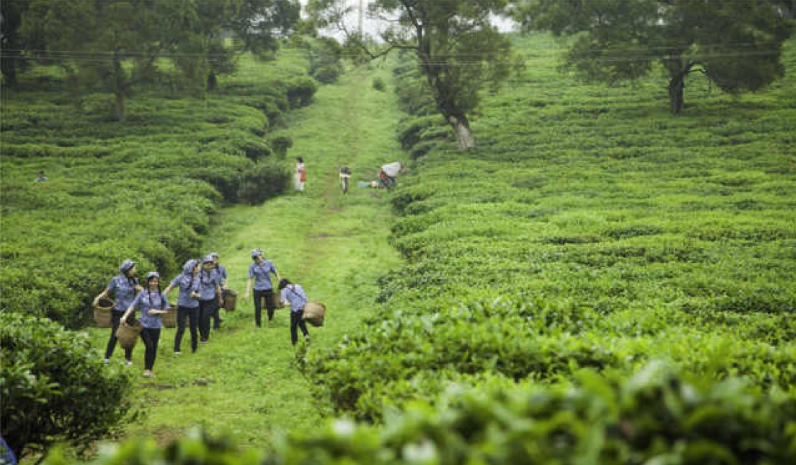 蒙顶山茶叶交易所