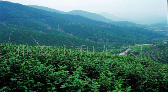 蒙顶山茶叶交易所